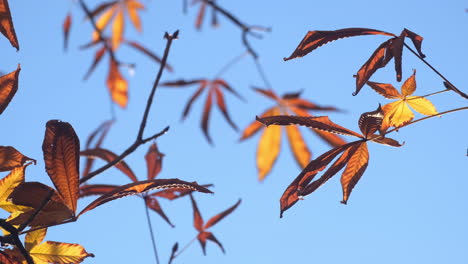 Close-up-of-autumn-colorful-leaves-blowing-by-the-wind