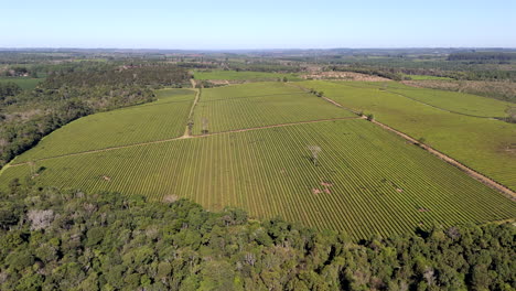 High-altitude-and-approaching-aerial-movement-about-the-local-green-tea-fields,-Argentina