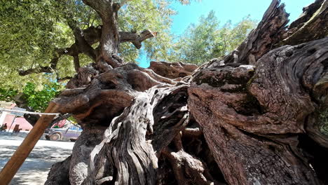 Ancient-olive-tree-in-Greece-with-gnarled-trunk-and-branches,-reputed-to-be-two-thousand-years-old