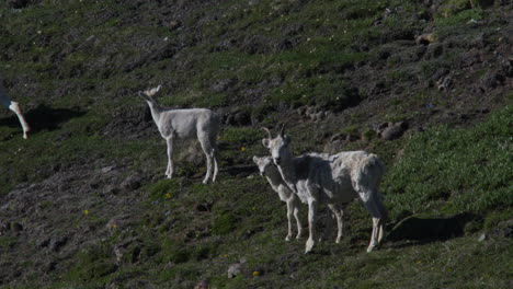 Dall-Ewe-And-Lamb-Looking-At-Camera