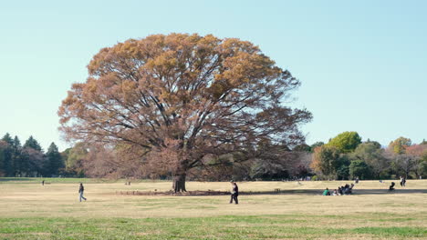 Grünland-Und-Stehende-Bäume-Im-Park-An-Einem-Herbstnachmittag,-Japan