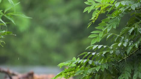 Gotas-De-Lluvia-Cayendo-Sobre-Plantas-Y-árboles,-Primer-Plano