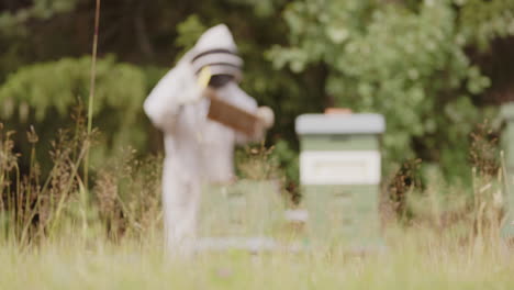 Beekeeper-in-protective-bee-suit-inspects-hive-frame,-low-angle-rack-focus