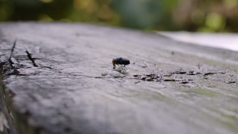 Una-Gran-Mosca-Doméstica-Se-Arrastra-Por-El-Suelo---Primer-Plano