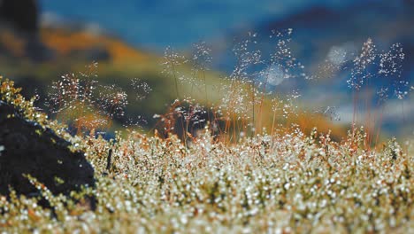 Wunderschöne-Nahaufnahme-Von-Grassamen,-Die-Die-Tautropfen-Und-Komplizierten-Details-Vor-Einem-Verschwommenen-Hintergrund-Hervorhebt