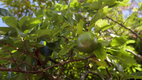 Nahaufnahme-Einer-Avocado-Am-Baum-Aus-Niedrigem-Winkel