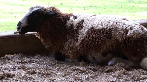 A-sheep-lying-down-and-resting-on-the-ground-of-a-barn-in-a-rural-environment