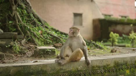 Monkey-Portrait-at-a-Temple-in-Kathmandu-in-Nepal,-Monkey-in-Urban-Wildlife-Shot-of-Monkeys,-Animals-in-Urban-Environment