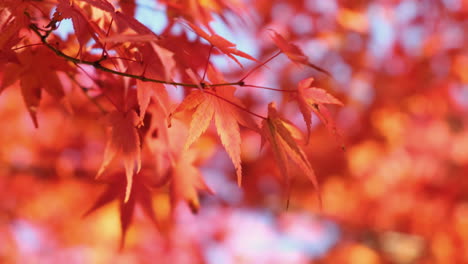 Close-up-of-autumn-colorful-leaves-blowing-by-the-wind