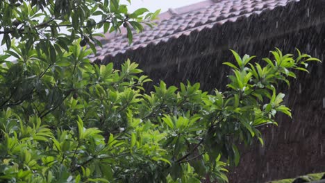 Gotas-De-Lluvia-Cayendo-Sobre-árboles-Y-Techos