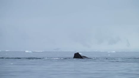 Humpback-Whales-in-Antarctica,-Antarctic-Peninsula-Wildlife-Bubble-Net-Feeding,-Blowing-Bubbles-and-Surfacing-while-Swimming-in-the-Southern-Ocean-Sea-Water,-Amazing-Animal-Behaviour-in-Nature