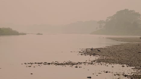 Pájaro-Ibis-Al-Atardecer-En-El-Río-En-Nepal,-Pájaro-Zancudo-Ibis-De-Nuca-Roja-En-El-Parque-Nacional-De-Chitwan,-Vida-Salvaje-Y-Aves-De-Nepal-En-La-Naturaleza-En-Un-Hermoso-Paisaje-Fluvial