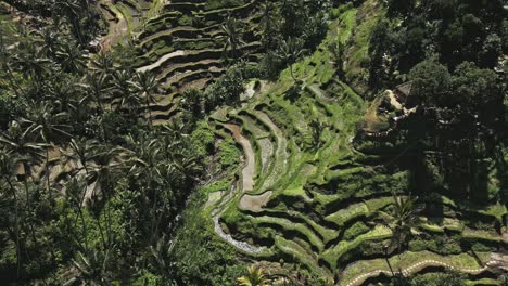 Tegalalang,-Sinfonía-De-La-Gracia-De-La-Naturaleza,-Donde-Las-Terrazas-Esmeralda-Caen-En-Cascada-Como-Olas-Verdes.