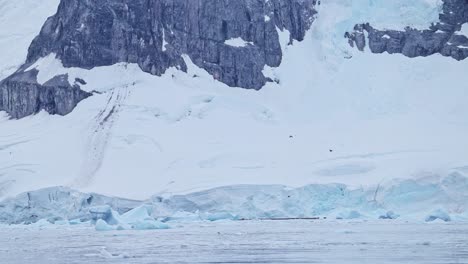 Birds-Flying-with-Blue-Glacier-in-Antarctica-Landscape,-Seabird-in-Flight-in-Winter-Scenery-with-Glacier-Running-into-the-Ocean-and-Sea,-Coastal-Wildlife-on-Beautiful-Antarctica-Peninsula-Coast