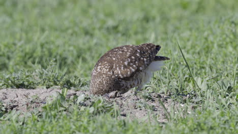 Burrowing-owl-or-Shoco,-cleaning-beak-on-the-groune