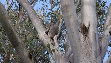 A-wild-Koala-Bear-sleeping-high-up-in-the-branches-of-an-Australian-native-Eucalyptus-Gum-tree