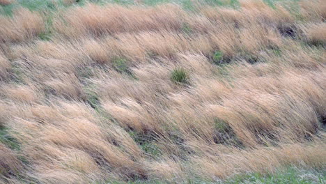 Primer-Plano-En-Cámara-Lenta-De-La-Hierba-De-La-Pradera-Ondeando-Con-El-Viento