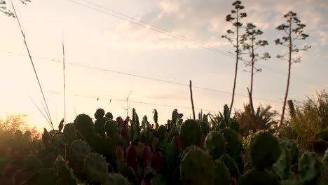 Niedrige-Sonnenuntergangsaufnahme-Eines-Feigenkaktus,-Der-In-Der-Trockenen-Karoo-Wächst