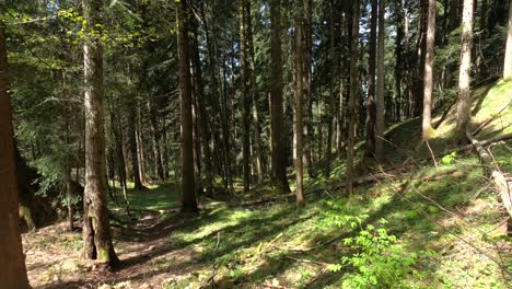 4K-Aufnahme-Eines-Alpinen-Nadelwaldes-In-Österreich-Mit-Sonnenlicht,-Das-Auf-Baumstämme-Und-Waldhänge-Trifft