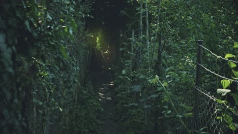 Exploring-a-dark-secret-forest-jungle-path,-lush-trees-and-plants-in-the-twilight-forest