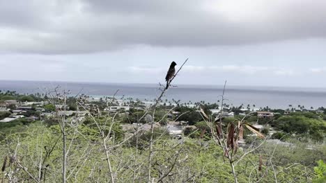 A-lone-bird-perches-on-a-branch-overlooking-a-beautiful-Hawaiian-coastal-town,-offering-a-serene-and-picturesque-view-of-the-ocean-and-the-community-below