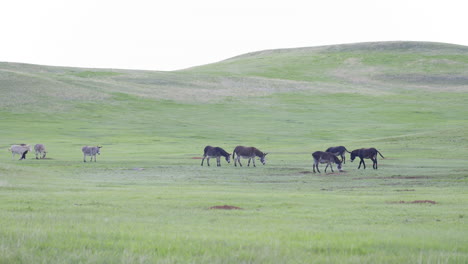 Herde-Wilder-Esel-Grast-Auf-Den-Wiesen-Des-Custer-State-Parks