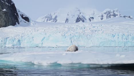 Leopard-Seal-on-Ice-of-Iceberg,-Antarctica-Wildlife-Animal-Sleeping-with-Antarctic-Peninsula-Beautiful-Glacier-Landscape-Scenery-in-Marine-Conservation-Area-due-to-Global-Warming-and-Climate-Change