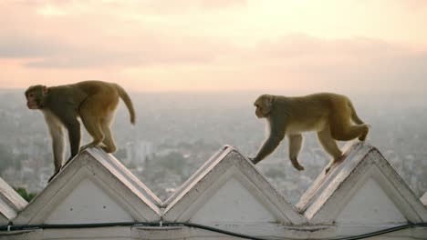 Monkey-Temple-in-Kathmandu-at-Sunset-in-Nepal,-Monkeys-in-Urban-Wildlife-Shot-with-Beautiful-Kathmandu-Cityscape-of-Monkeys-at-a-Buddhist-Temple-in-Asia,-Animals-in-Urban-Environment