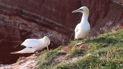 Northern-gannets-–-Morus-bassanus---on-the-red-cliffs-of-the-German-offshore-island-of-Heligoland,-Schleswig-Holstein,-Germany,-Europe