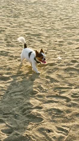 Perro-Chihohit-Mirando-A-Su-Alrededor-Y-Corriendo-En-La-Playa