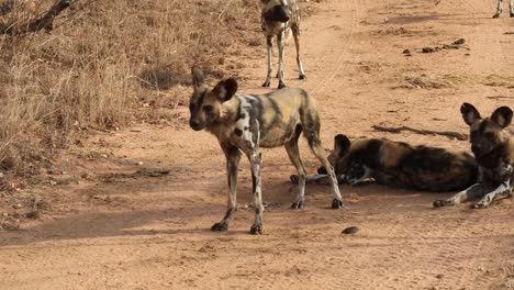 Close-up-shot-of-multiple-African-wild-dogs-standing-and-resting-on-a-dirt-track