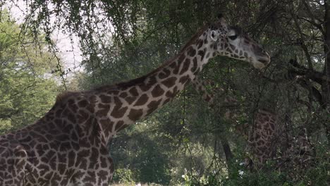 Wide-shot-of-a-Giraffe-feeding-in-Serengeti-National-Park,-Tanzania