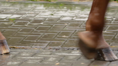 A-close-up-of-a-horse's-hooves-walking-on-wet-cobblestones,-with-water-reflecting-the-steps-in-a-rustic-setting