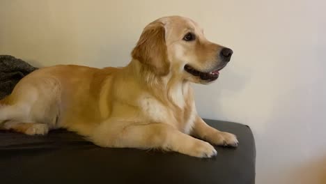 A-young-female-Golden-Retriever-lies-on-the-sofa,-watching-TV-with-keen-interest,-her-head-tilting-in-curiosity