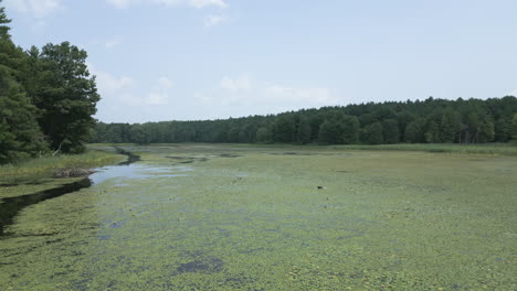 Low-aerial-dolly-above-tall-grass-reeds-over-water-chestnut-plants-mat-covering-Lake-Fitzgerald-Northampton-Massachusetts