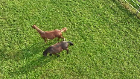 Drone-shot-of-two-horses,-one-chestnut-and-one-black,-grazing-closely-together-on-a-vibrant-green-field,-symbolizing-companionship