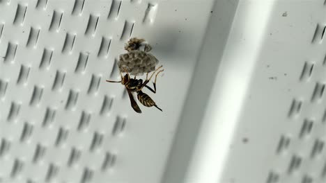 Wasp-balances-upside-down-hanging-from-new-nest-formation-on-white-painted-metal