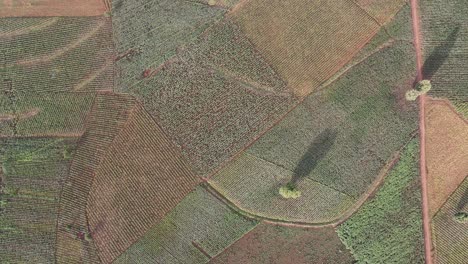 Abstract-pattern-of-idyllic-farmland-in-Southern-Kenya,-Africa,-aerial-top-down