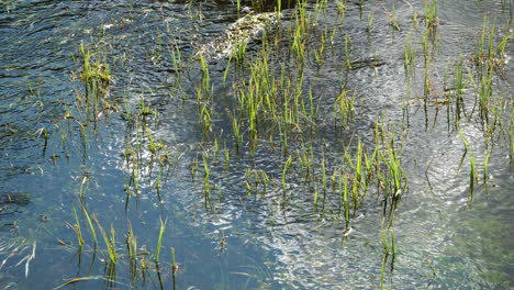 Statische-Aufnahme-Eines-Sauberen-Und-Trinkbaren-Gebirgsbachs-Mit-Wasserpflanzen