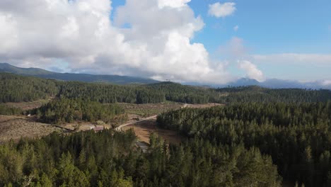 Camino-Vacío-Entre-Claros-De-Bosque-En-El-Parque-Nacional-Valle-Nuevo-En-Un-Día-Soleado