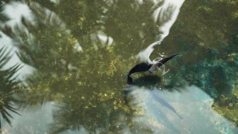 Beautiful-fish-carp-swimming-in-the-pond-garden-enjoy-floating