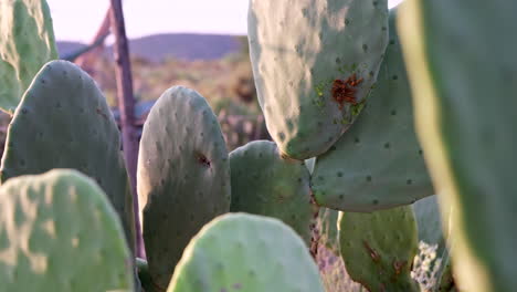 Montón-De-Gusanos-Comiendo-Pulpa-De-Cactus-Opuntia,-Nopal-En-Karoo