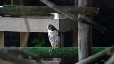 Zoomed,-slightly-shaky-slow-motion-through-branches-shows-falcon-in-zoo-enclosure