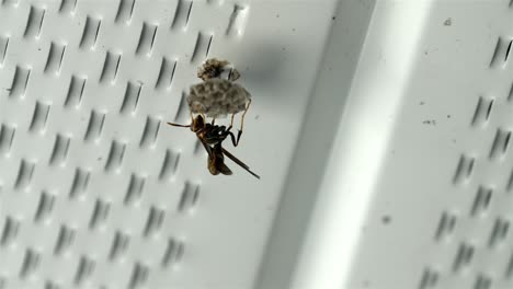 Wasp-hangs-upside-down-building-a-nest-off-of-white-slotted-metal-sheet