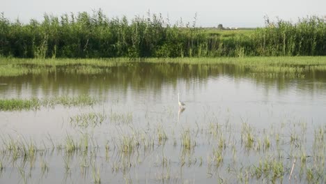 White-heron-in-the-lagoon-of-a-rice-field-in-the-Valencian-Albufera