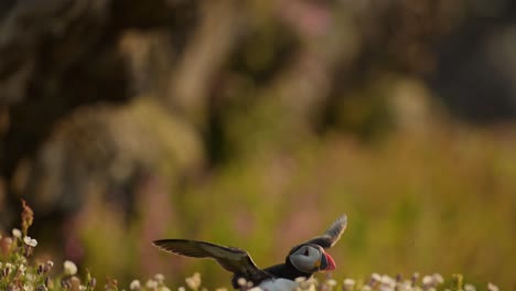 Papageitaucher-In-Zeitlupe-Fliegen-Und-Landen-Auf-Dem-Boden-In-Ihrem-Bau,-Nahaufnahme-Eines-Papageitauchers-Im-Flug-In-Zeitlupe-Auf-Der-Insel-Skomer