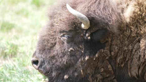 Slow-motion-static-shot-zoomed-on-a-buffalo's-left-profile