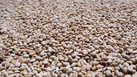 Full-frame-close-up-pan-across-raw-coffee-beans-drying-in-the-sun