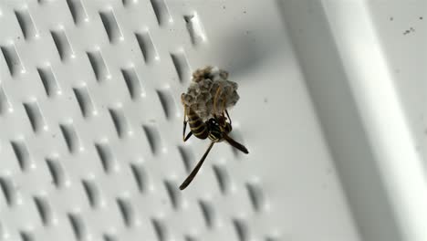 Wespe-Krabbelt-Kopfüber-In-Dem-Neuen-Nest-Herum,-Das-Sie-Baut