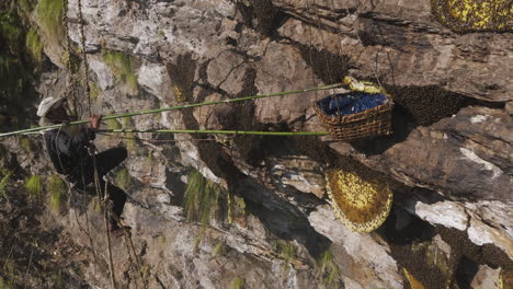 Honey-hunter-extracts-mad-honey-with-a-bamboo-stick-into-a-basket-on-a-dangerous-cliff-in-Nepal